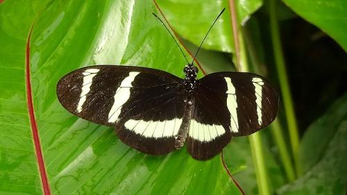 Heliconius hewitsoni